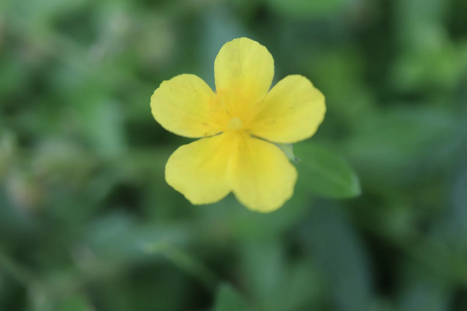 Sun Rose (Helianthemum Nummularium) — Reaching 6-12 inches in height and spreading 12-24 inches, it's perfect for rockeries, groundcover, or edging