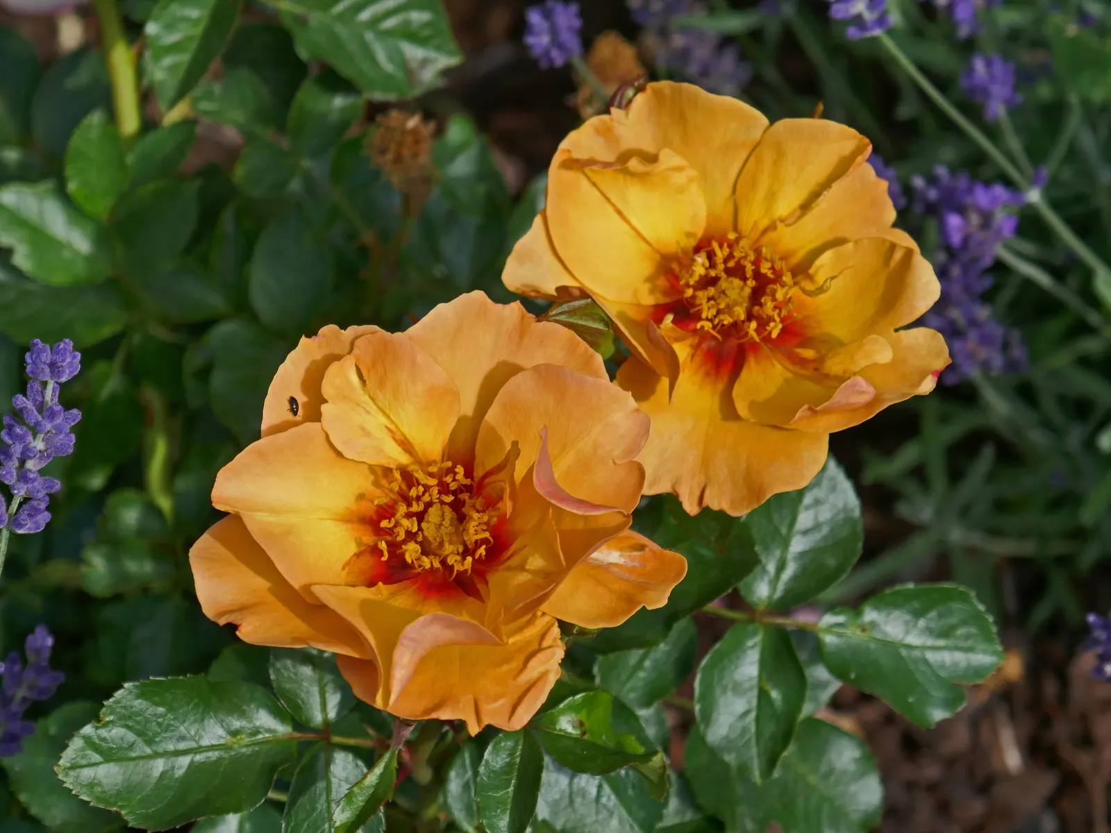 Sun Rose (Helianthemum Nummularium) — This plant thrives in USDA hardiness zones 5 through 7