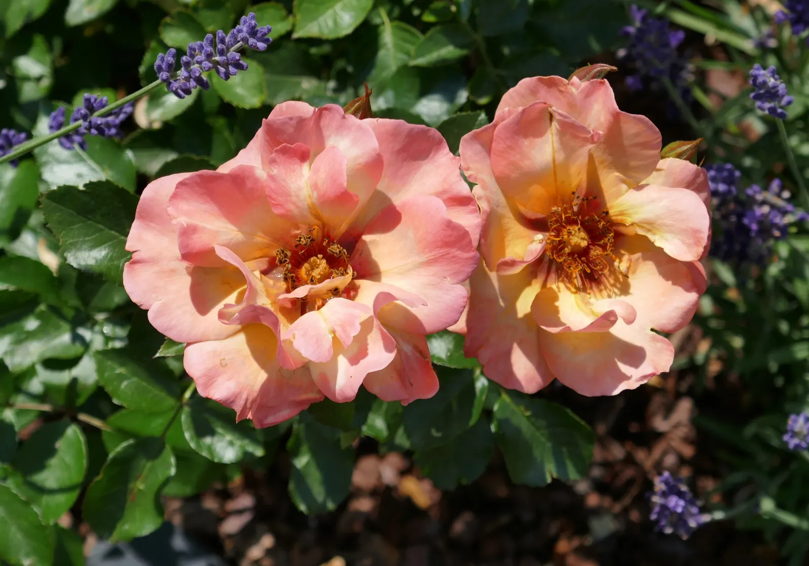 Sun Rose (Helianthemum Nummularium) — ground cover / perennial for full or half