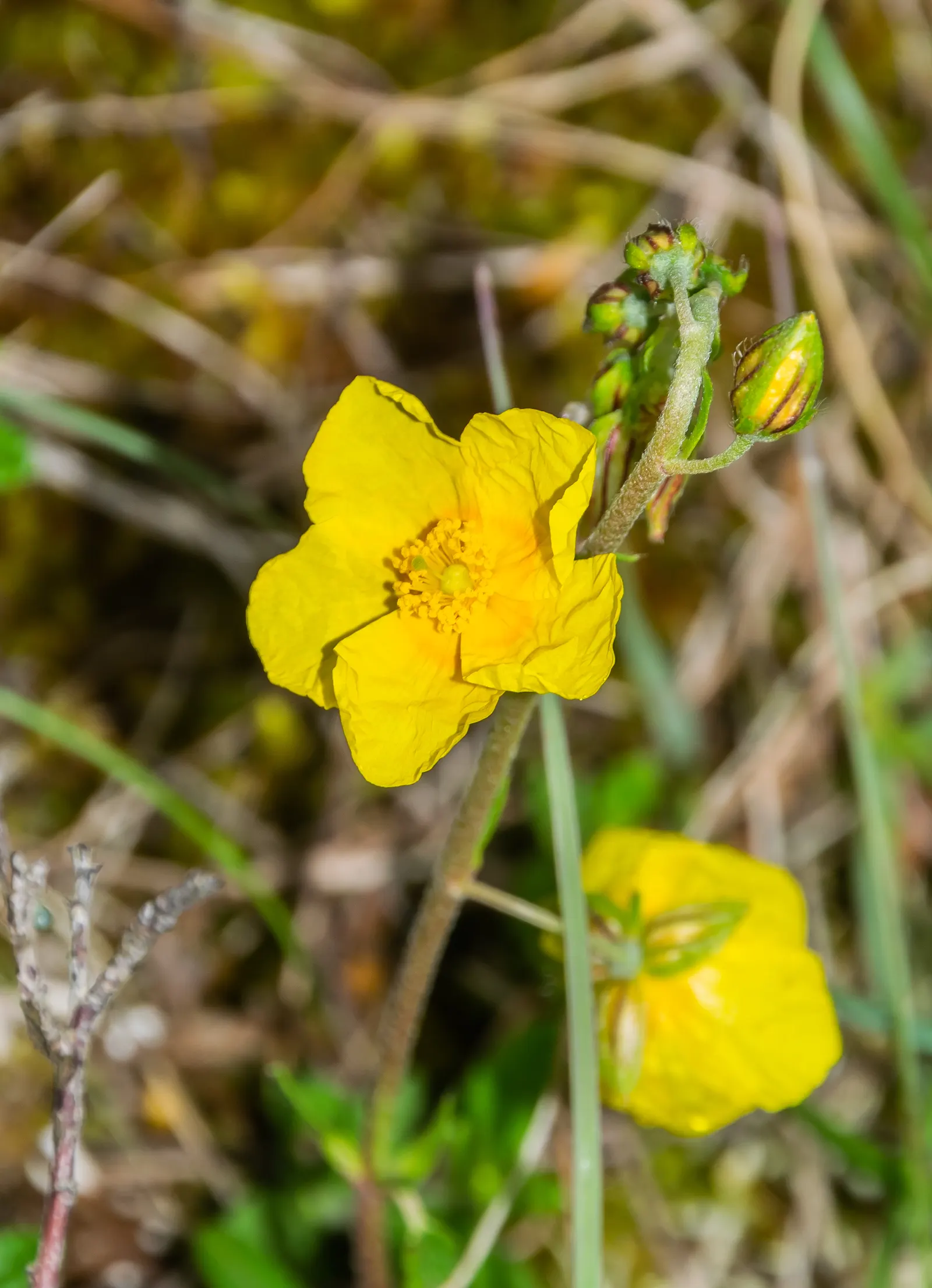 Sun Rose (Helianthemum Nummularium) — each with a golden center; orange flowers in the garden