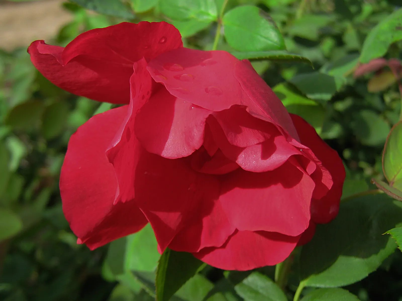 Sun Rose (Helianthemum Nummularium) — Topping out at a modest height of 6 to 12 inches with a spread of approximately 12 to 18 inches; is a, image 87