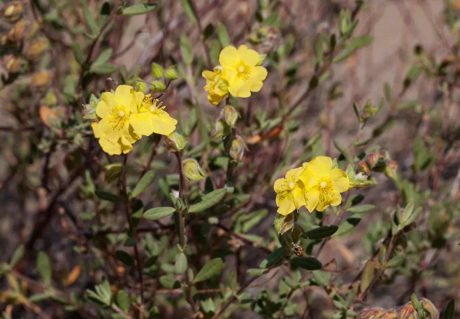 Sun Rose (Helianthemum Nummularium) — It is drought-tolerant once established
