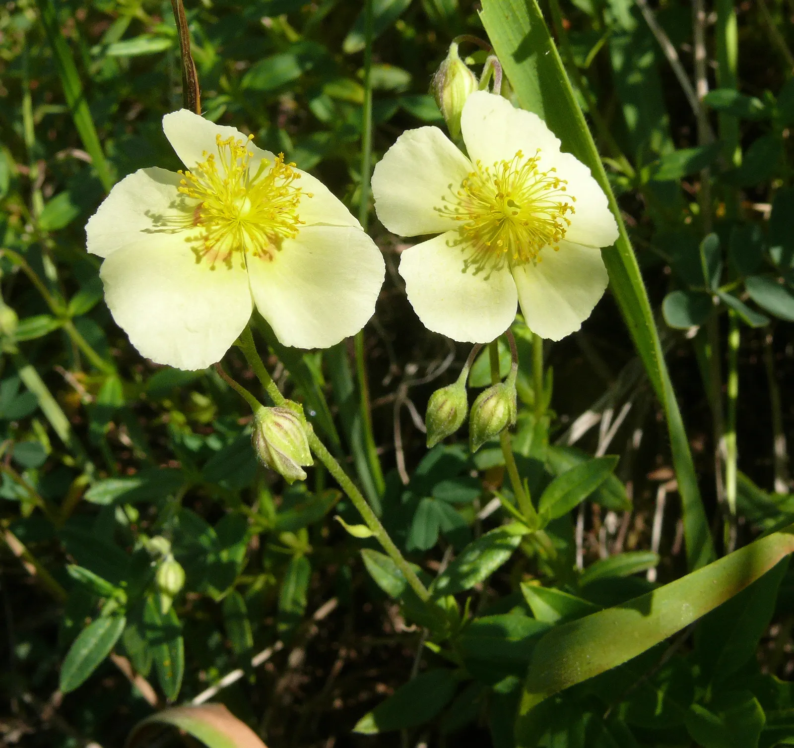 Sun Rose (Helianthemum Nummularium) — They are particularly prolific in late spring through summer; the foliage remains attractive throughout the seasons