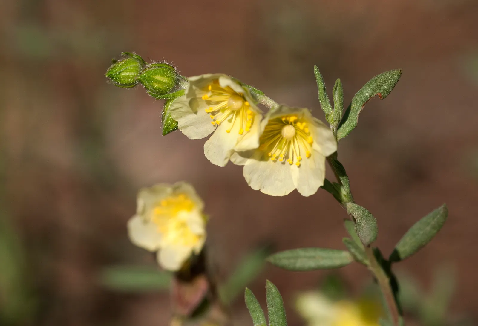 Sun Rose (Helianthemum Nummularium) — providing an extended period of vibrant color.<br><br>For optimal growth