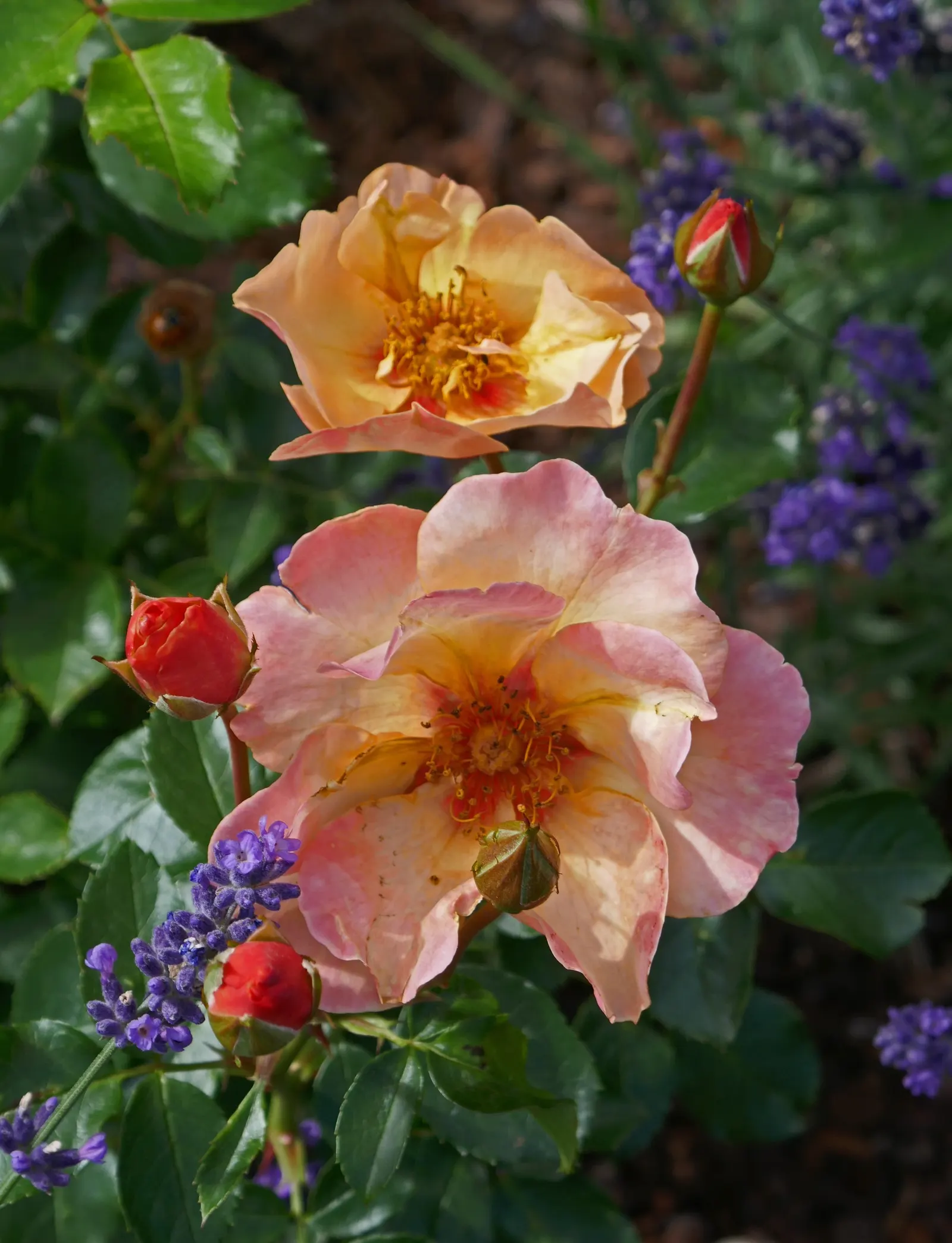 Sun Rose (Helianthemum Nummularium) — ground cover / perennial with orange blooms