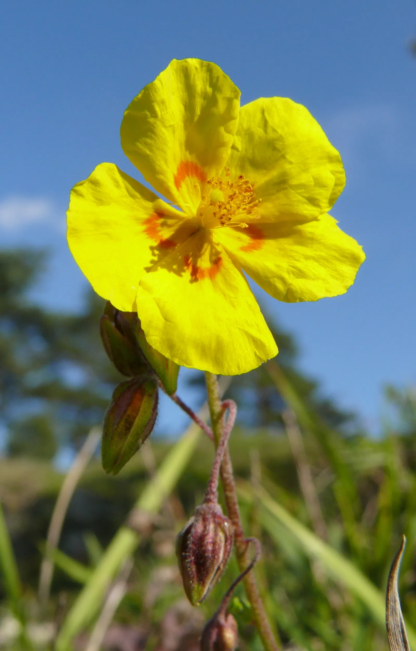 Sun Rose (Helianthemum Nummularium) — making it an excellent addition to rock gardens; is a low-growing evergreen subshrub