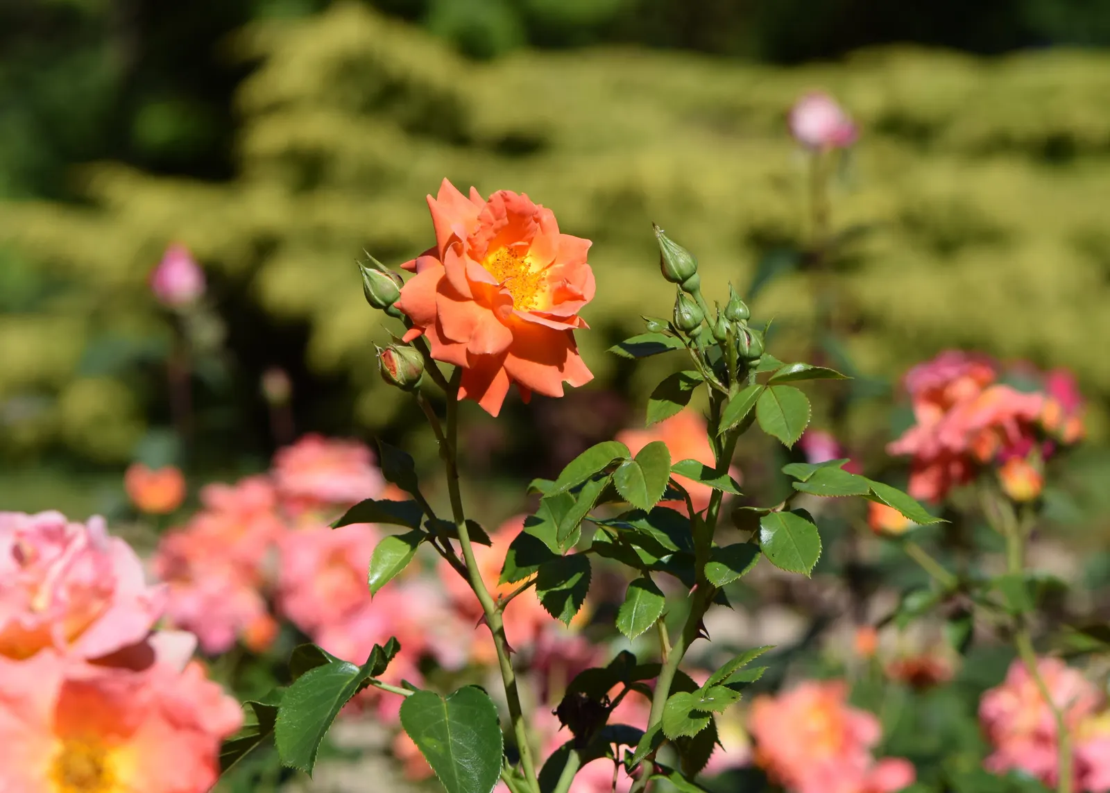 Sun Rose (Helianthemum Nummularium) — They are particularly prolific in late spring through summer; the foliage remains attractive throughout the, image 69