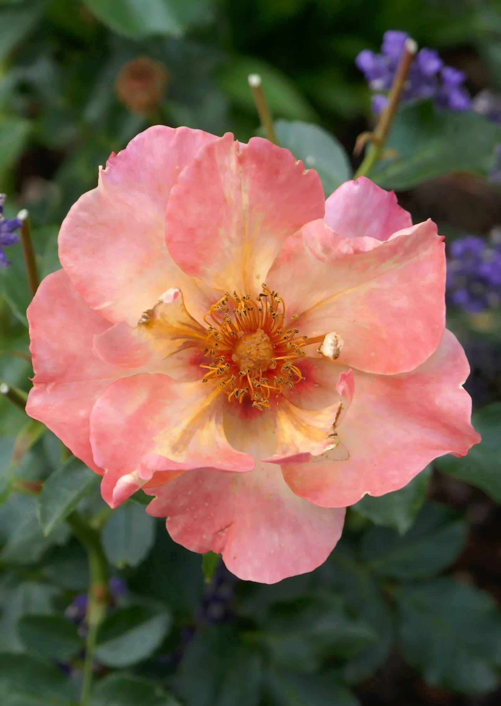 Sun Rose (Helianthemum Nummularium) — making it an excellent addition to rock gardens