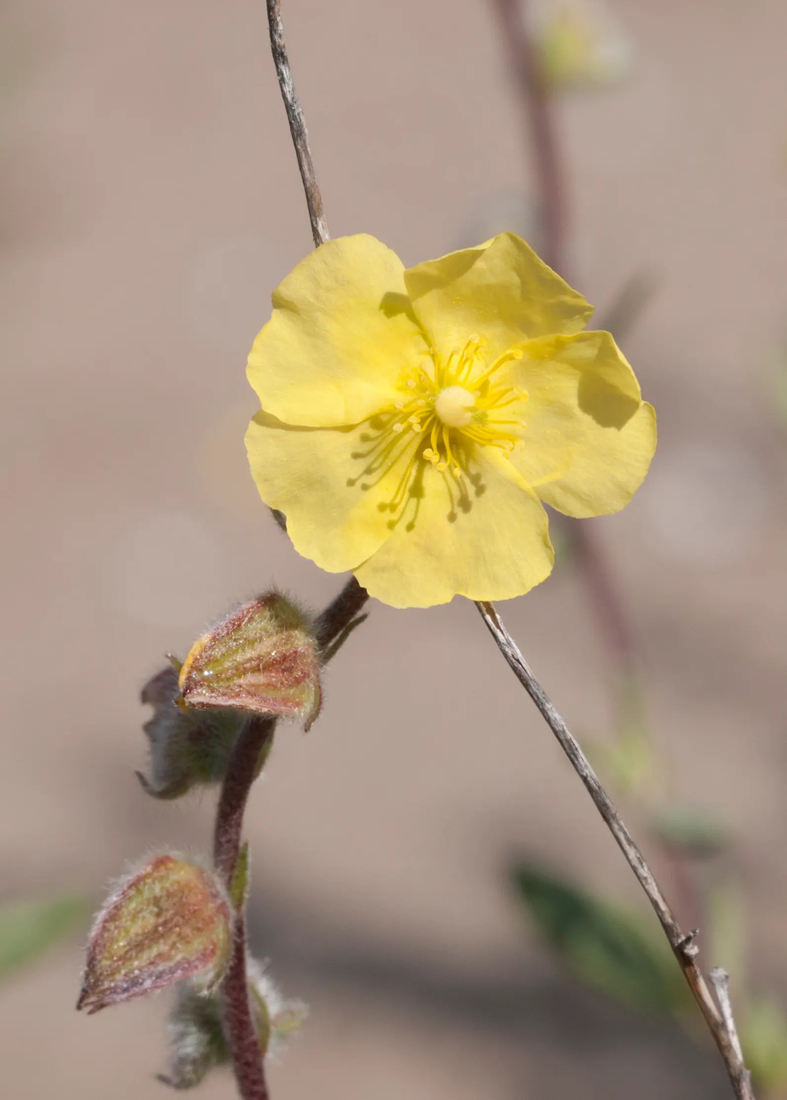 Sun Rose (Helianthemum Nummularium) — the Sun Rose requires full sun and well-drained soil
