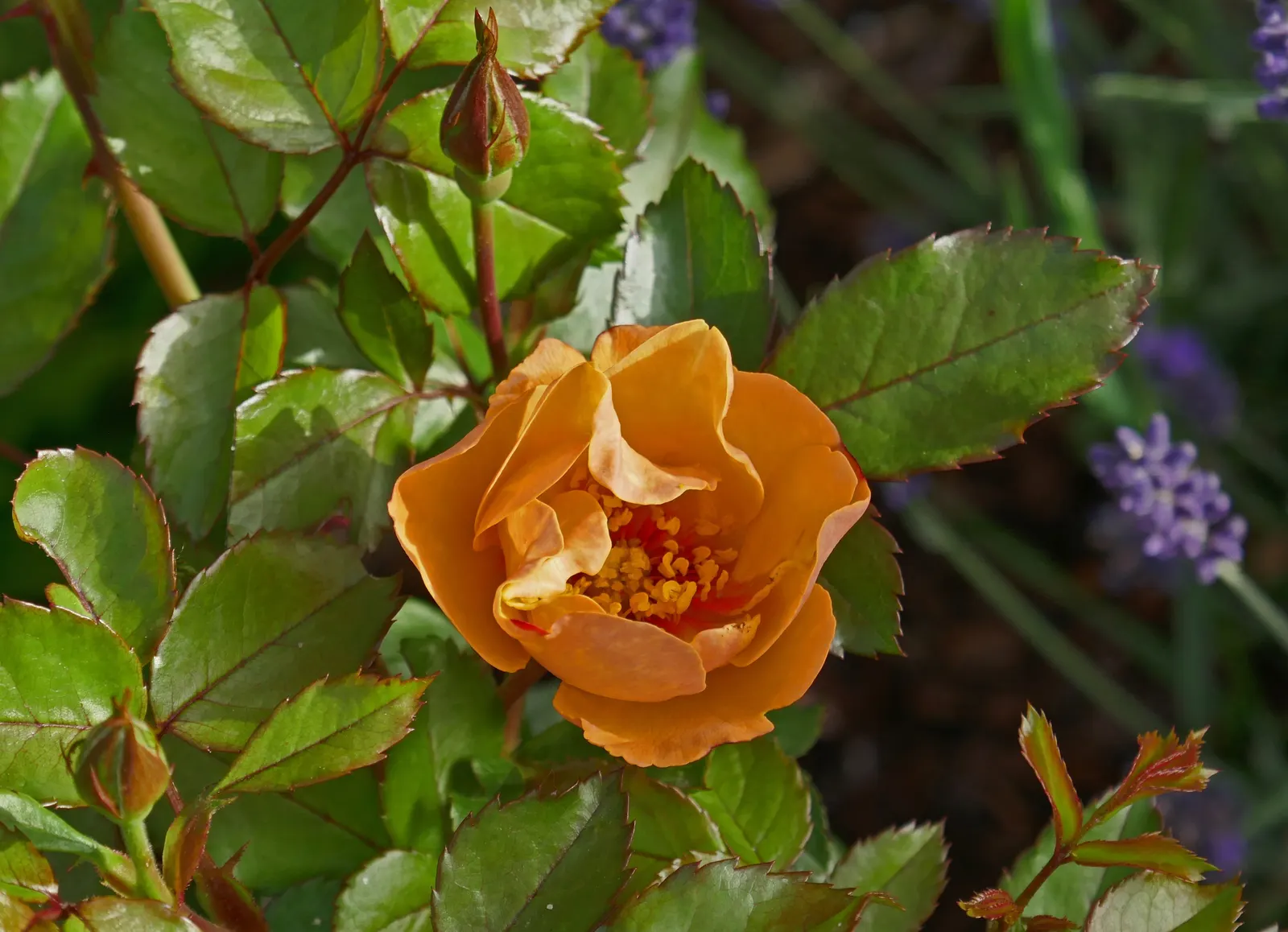 Sun Rose (Helianthemum Nummularium) — or white atop silvery-green foliage; ground cover / perennial with orange blooms