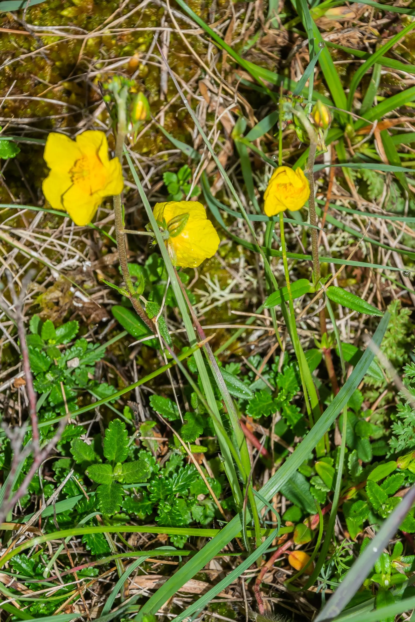 Sun Rose (Helianthemum Nummularium) — which measure about 1 inch across; this low-growing beauty provides an excellent ground cover option, image 65