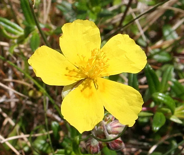 Sun Rose (Helianthemum Nummularium) — ground cover / perennial for full or half; making it an excellent addition to rock gardens, image 78