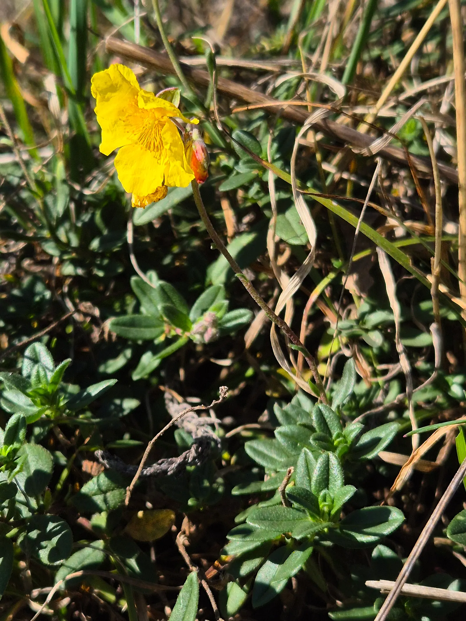 Sun Rose (Helianthemum Nummularium) — commonly known as Sun Rose