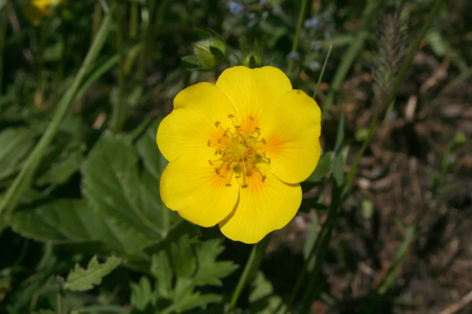 Sun Rose (Helianthemum Nummularium) — This plant thrives in USDA hardiness zones 5 through 7; making it a low-maintenance choice for gardeners seeking maximum