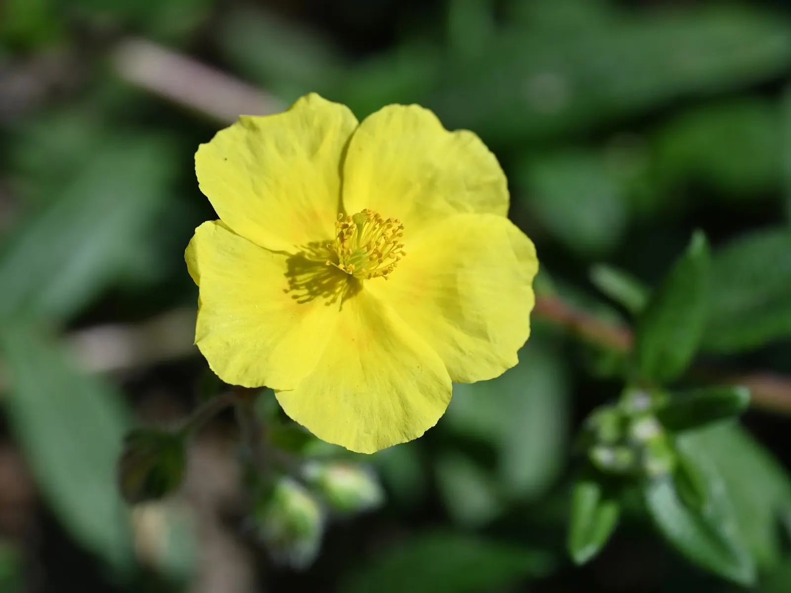 Sun Rose (Helianthemum Nummularium) — These blossoms come in a range of colors including yellow; they are particularly prolific in late spring, image 92