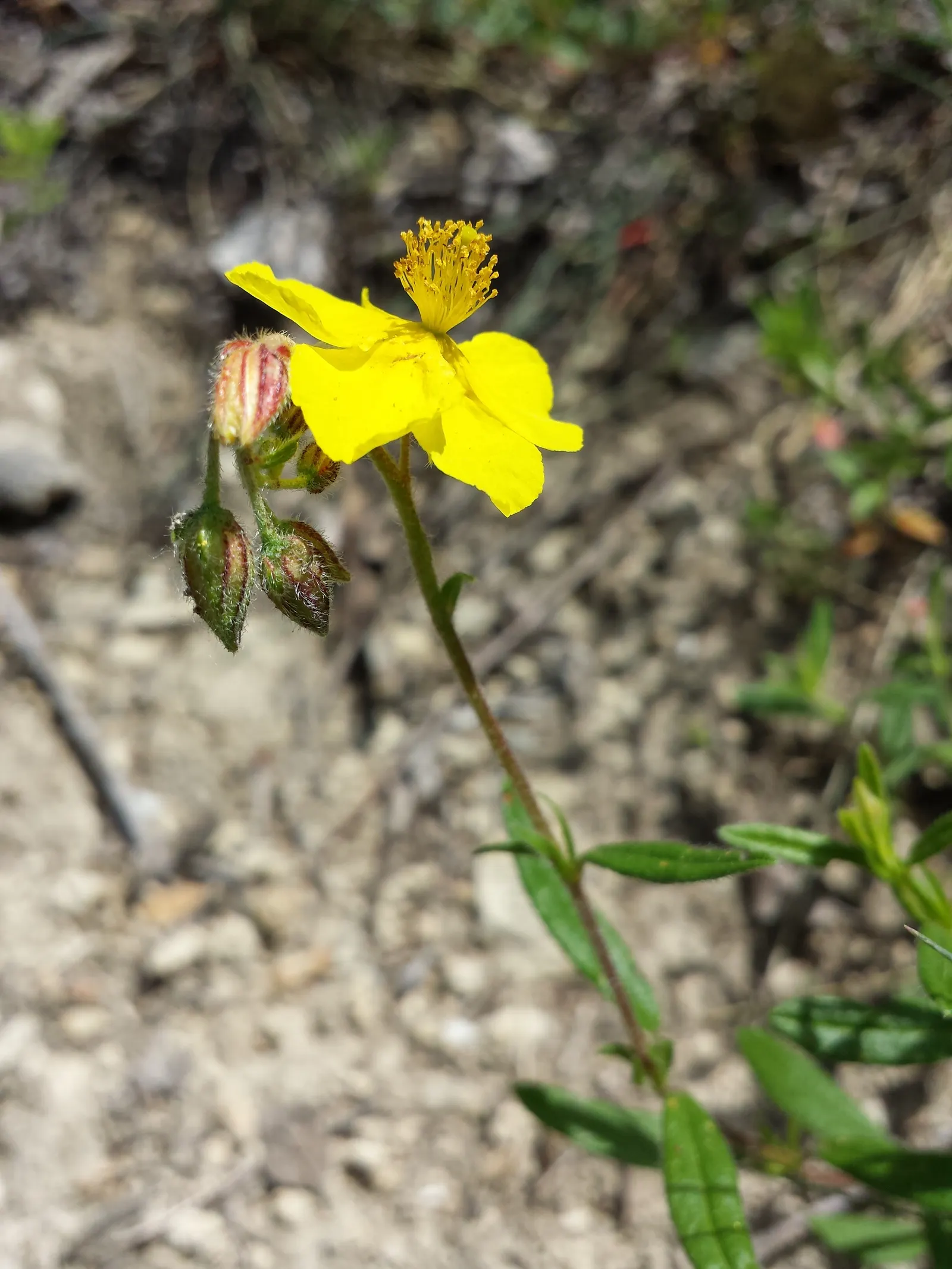 Sun Rose (Helianthemum Nummularium) — resembling miniature roses basking in the sunlight; reaching 6-12 inches in height and spreading 12-24, image 68