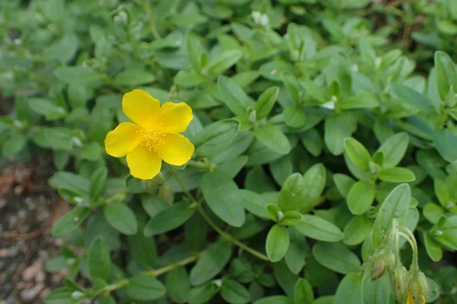 Sun Rose (Helianthemum Nummularium) — greyish-green hue that serves as a delightful backdrop to the vibrant flowers; this plant thrives in USDA, image 89