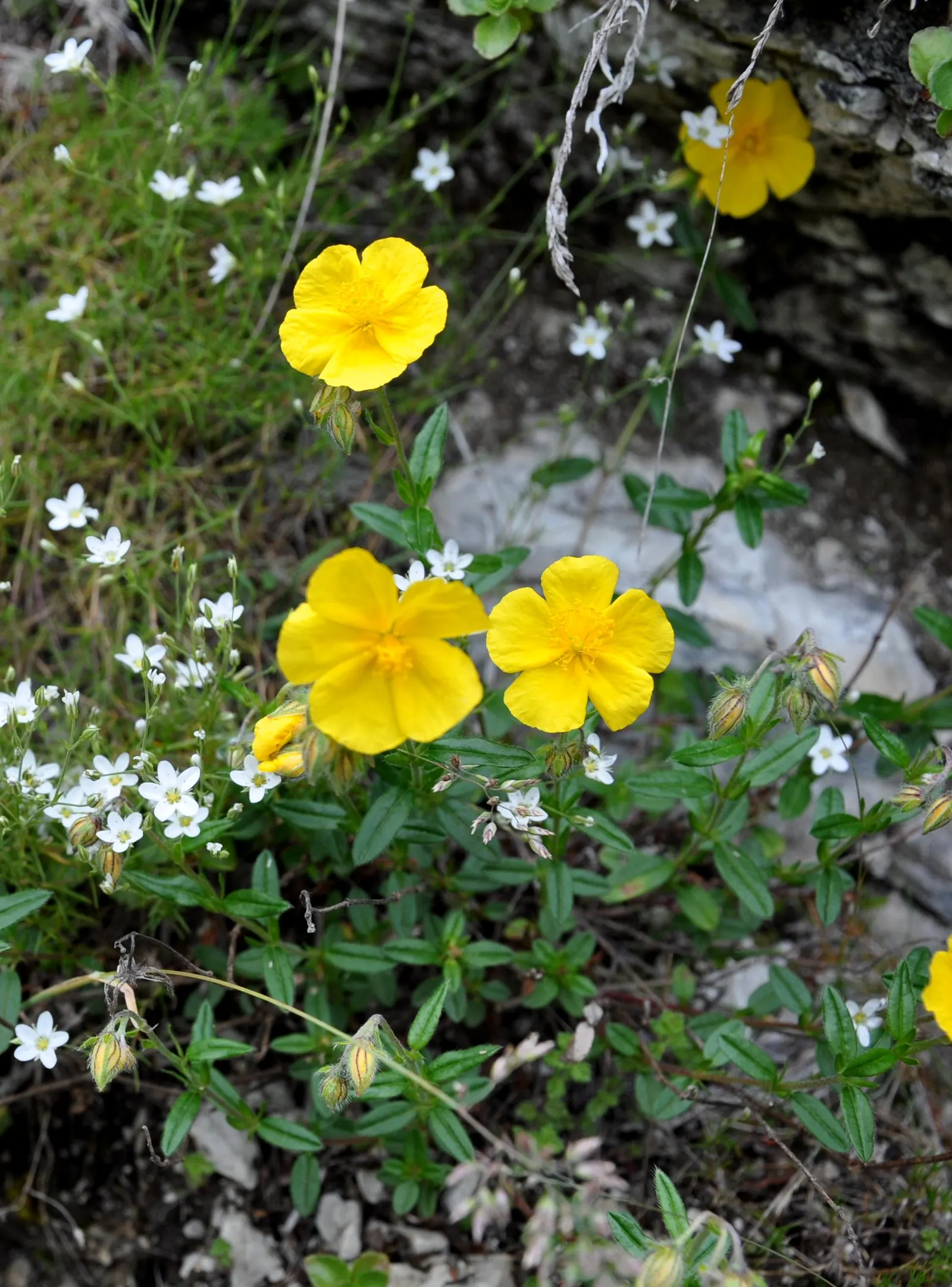 Sun Rose (Helianthemum Nummularium) — They are particularly prolific in late spring through summer