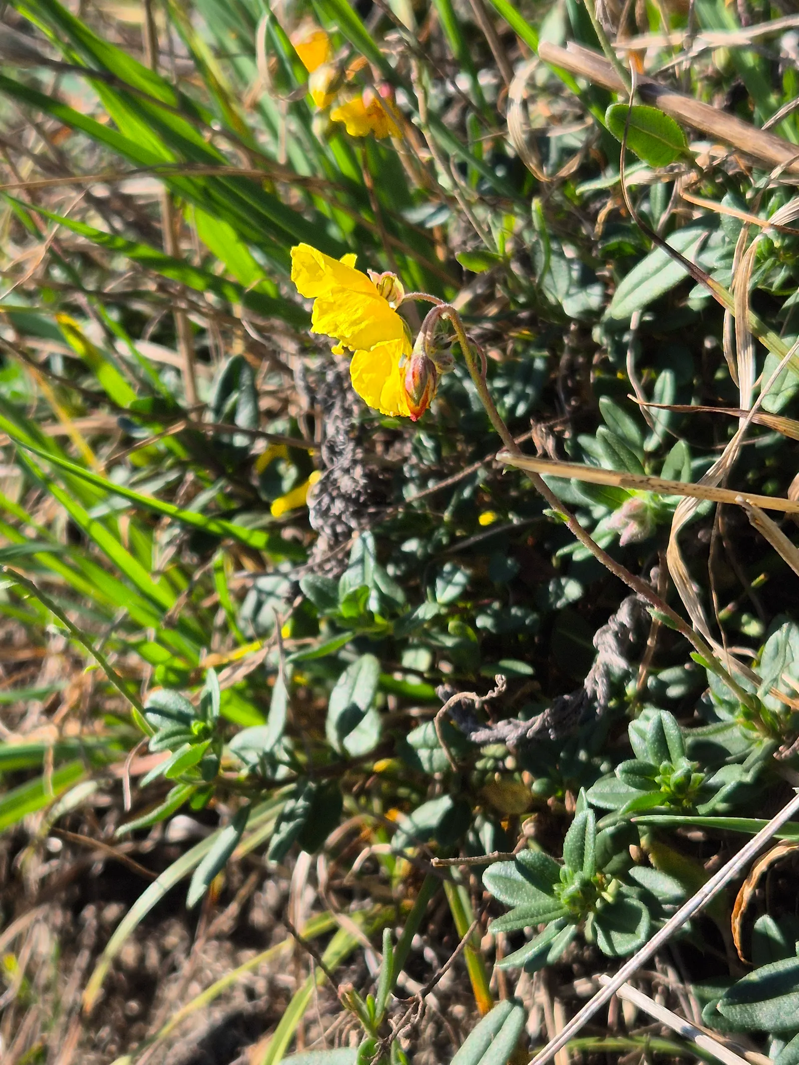Sun Rose (Helianthemum Nummularium) — is a low-growing evergreen subshrub