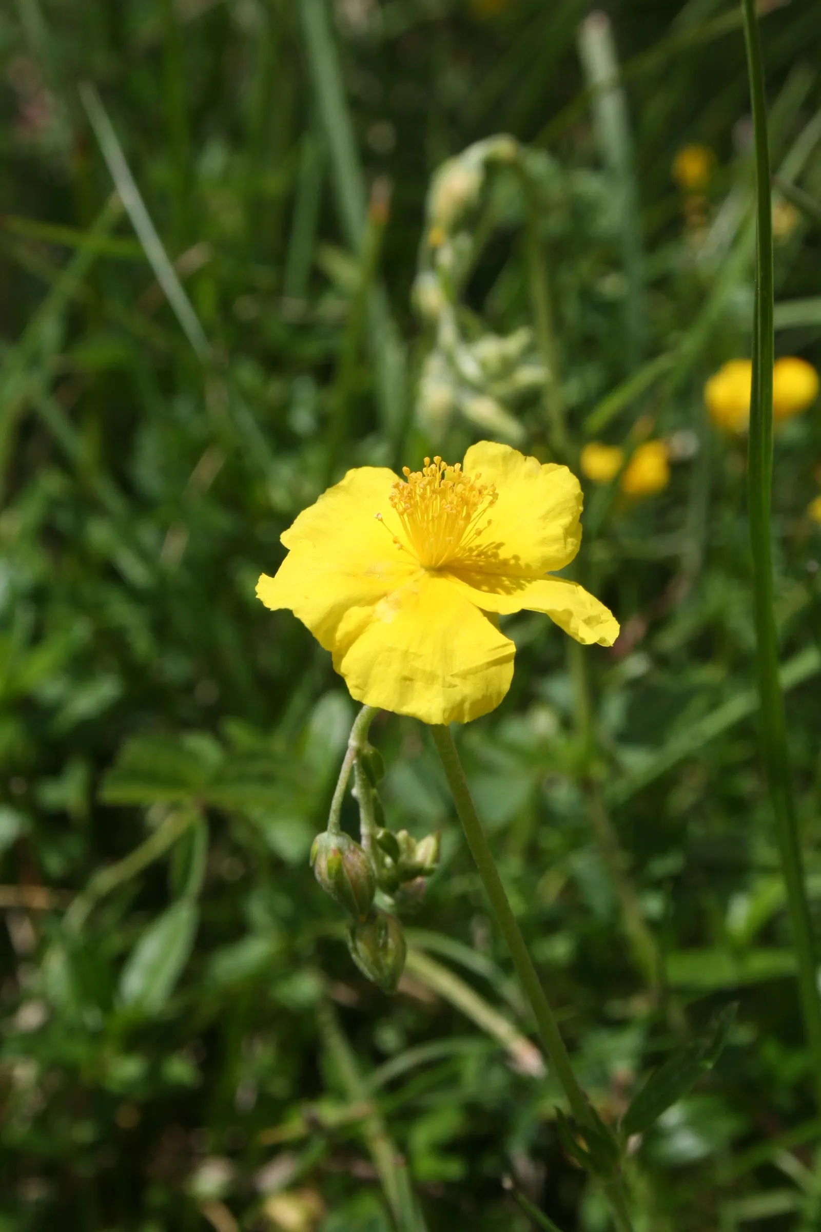 Sun Rose (Helianthemum Nummularium) — or white atop silvery-green foliage; ground cover / perennial with orange blooms, image 56