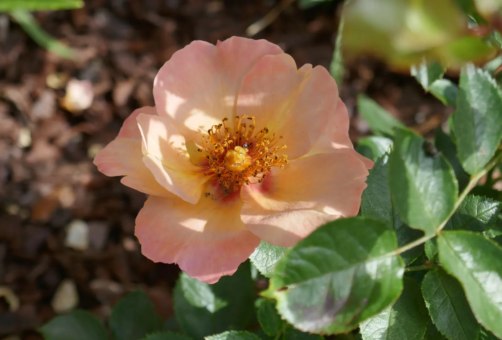 Sun Rose (Helianthemum Nummularium) — or white atop silvery-green foliage