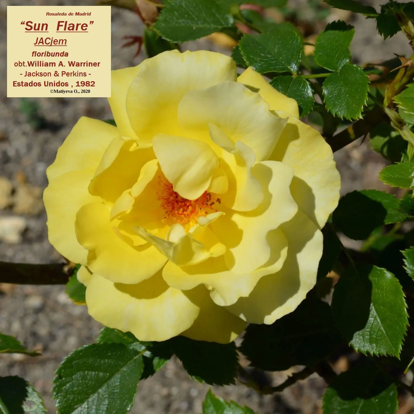 Sun Rose (Helianthemum Nummularium) — Reaching 6-12 inches in height and spreading 12-24 inches, it's perfect for rockeries, groundcover, or edging; flowers