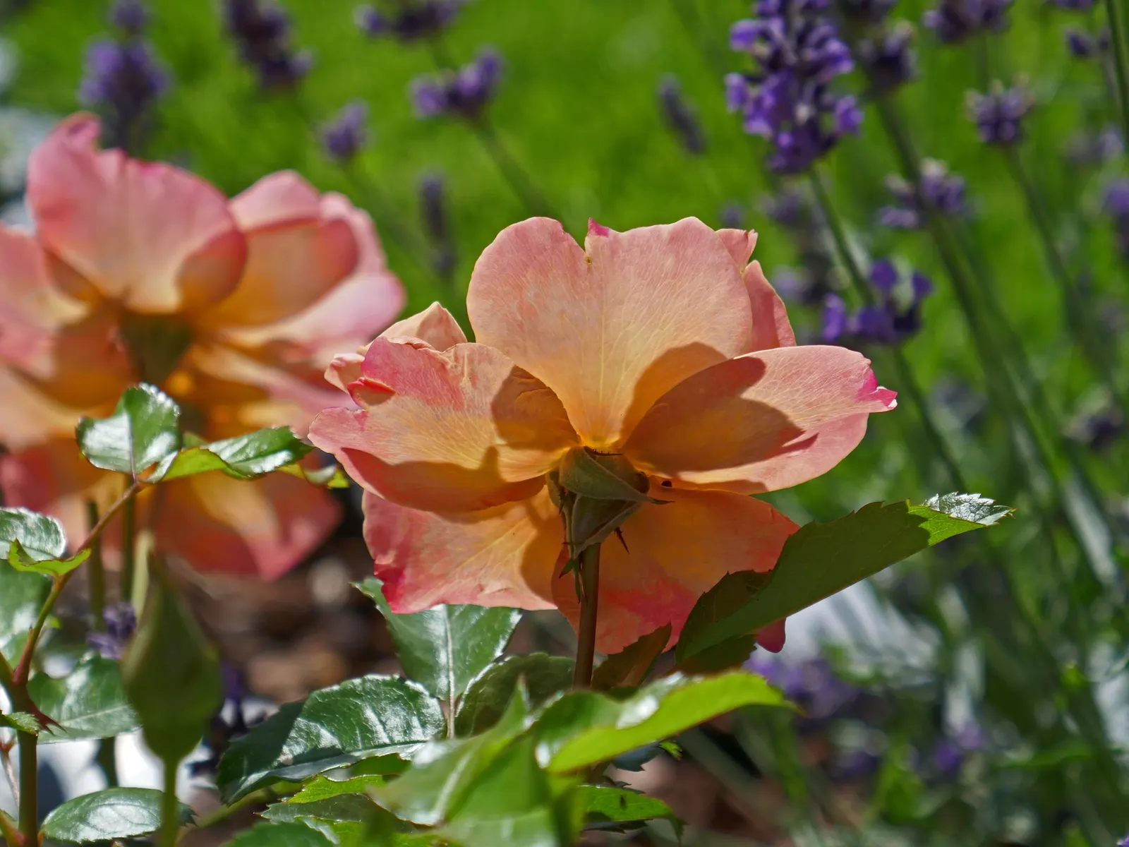 Sun Rose (Helianthemum Nummularium) — making it a low-maintenance choice for gardeners seeking maximum impact with minimal effort
