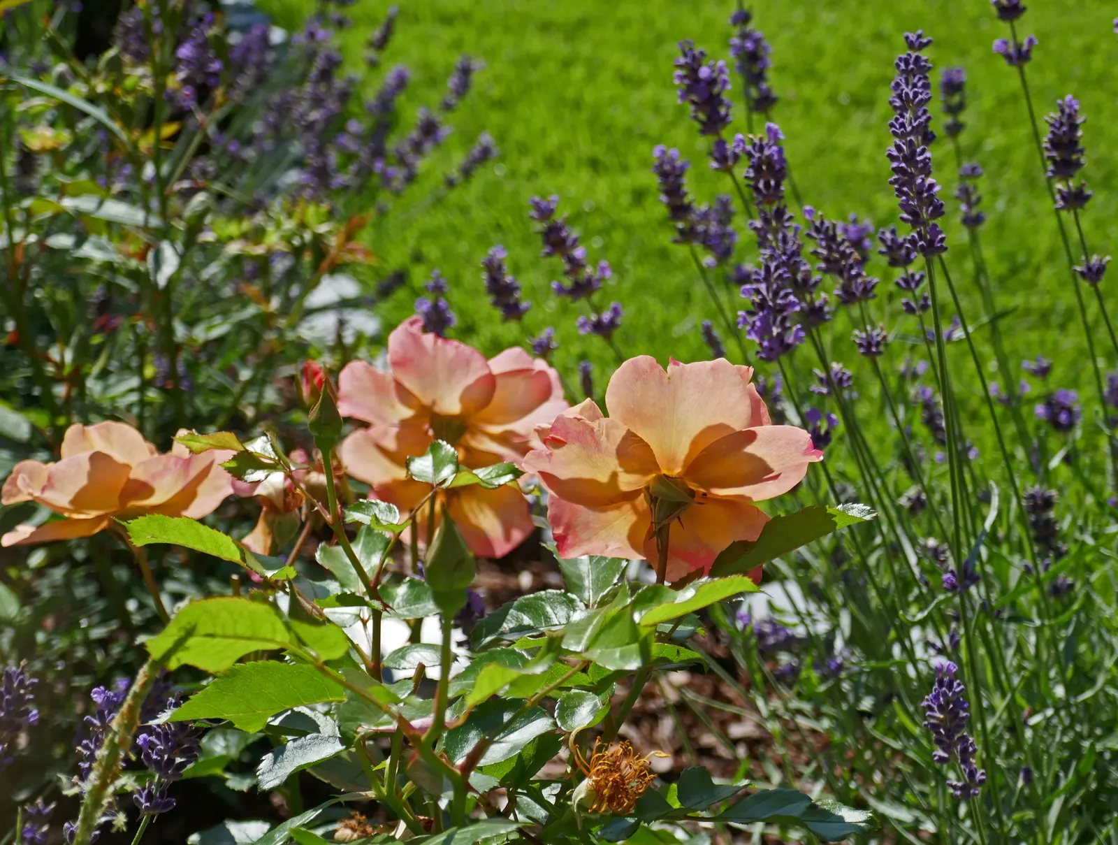 Sun Rose (Helianthemum Nummularium) — is a low-growing evergreen subshrub; greyish-green hue that serves as a delightful backdrop to the vibrant flowers