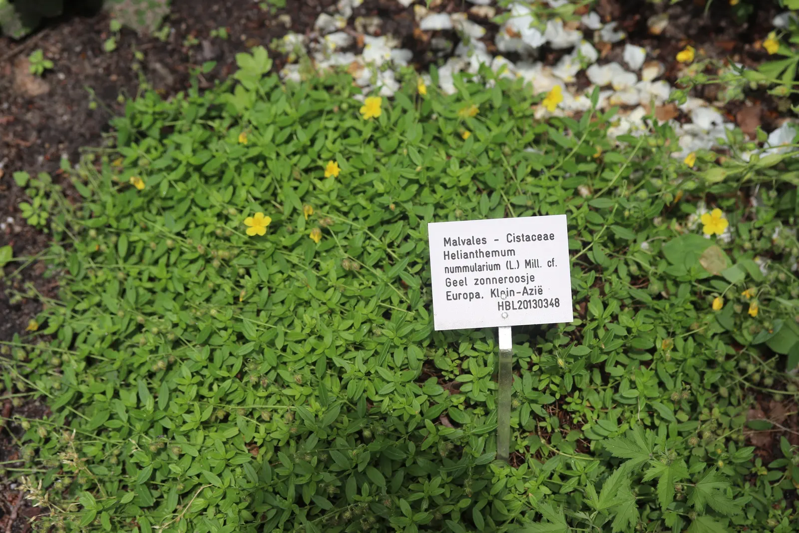 Sun Rose (Helianthemum Nummularium) — They are particularly prolific in late spring through summer; the foliage remains attractive throughout the, image 95