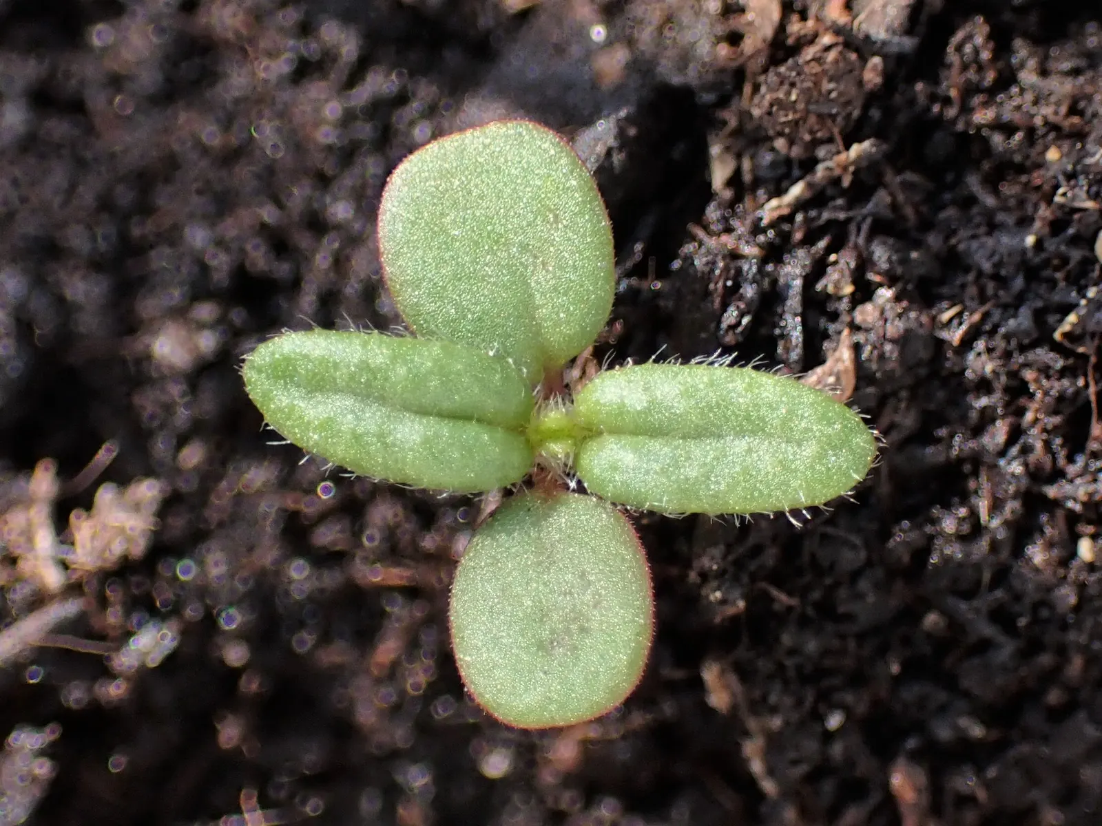 Sun Rose (Helianthemum Nummularium) — Topping out at a modest height of 6 to 12 inches with a spread of approximately 12 to 18 inches; is a, image 61