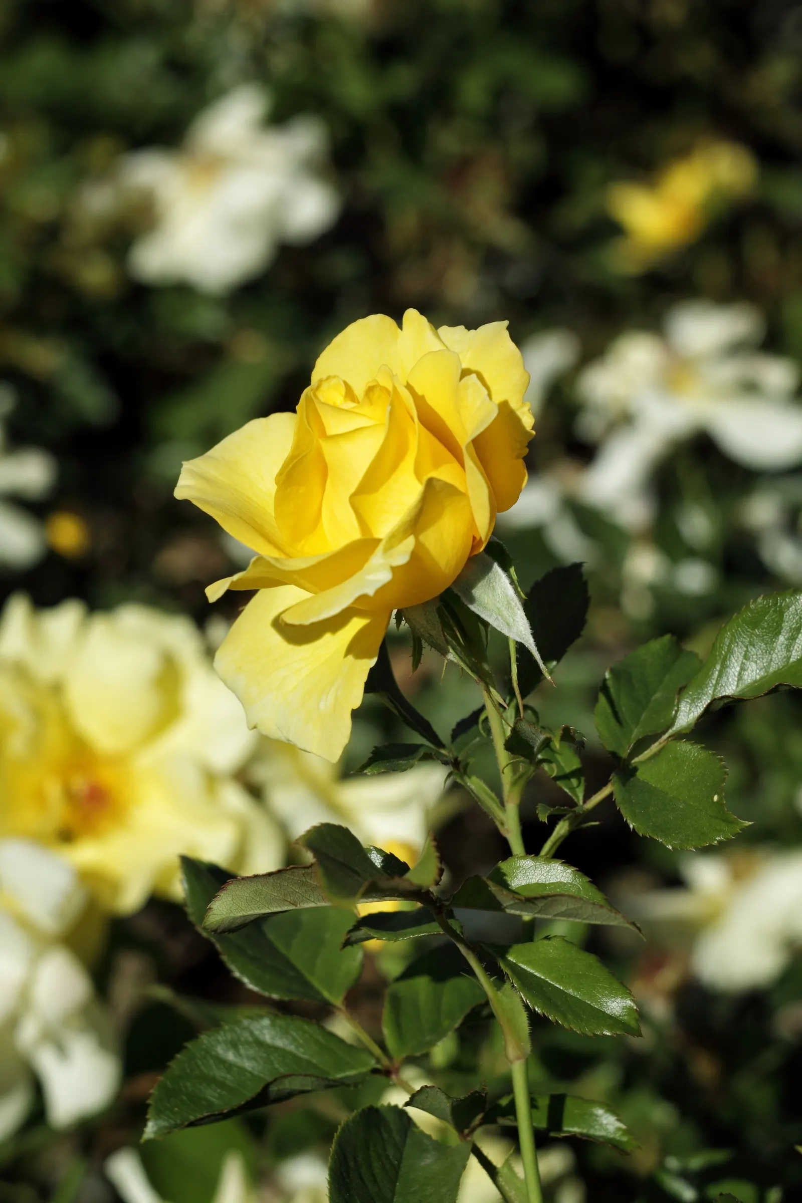 Sun Rose (Helianthemum Nummularium) — These blossoms come in a range of colors including yellow; they are particularly prolific in late spring, image 66