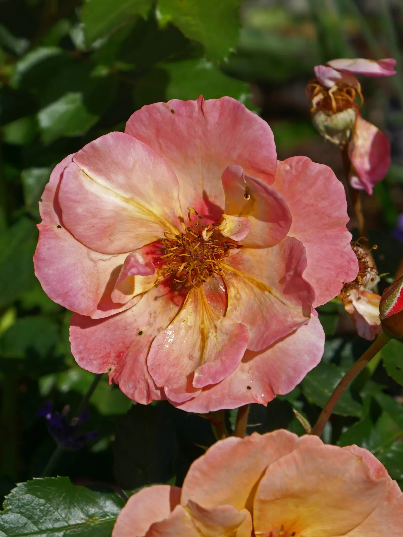 Sun Rose (Helianthemum Nummularium) — saucer-shaped flowers in shades of yellow; providing an extended period of vibrant color.<br><br>For optimal growth