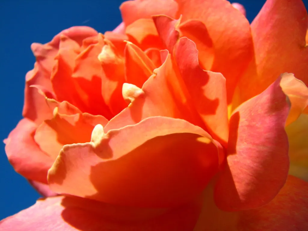 Sun Rose (Helianthemum Nummularium) — Topping out at a modest height of 6 to 12 inches with a spread of approximately 12 to 18 inches; is a charming evergreen
