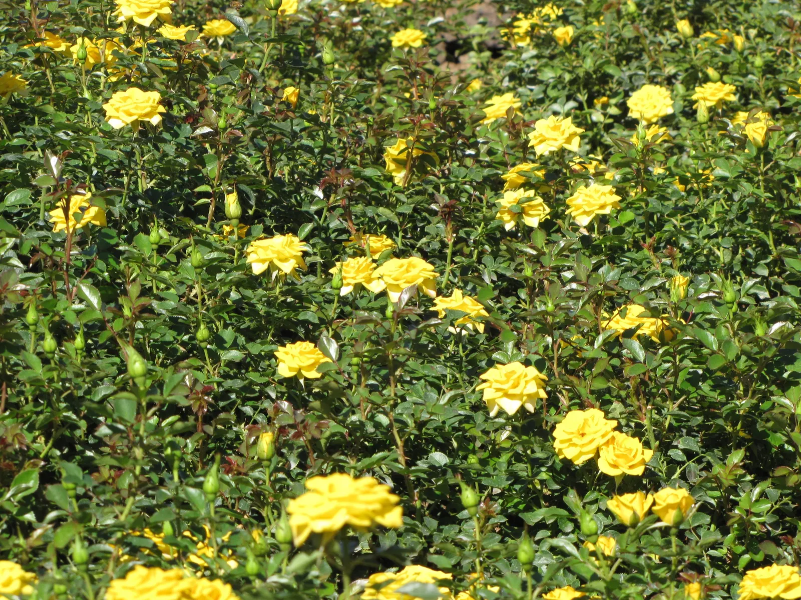 Sun Rose (Helianthemum Nummularium) — commonly referred to as the Sun Rose; it is drought-tolerant once established, image 85