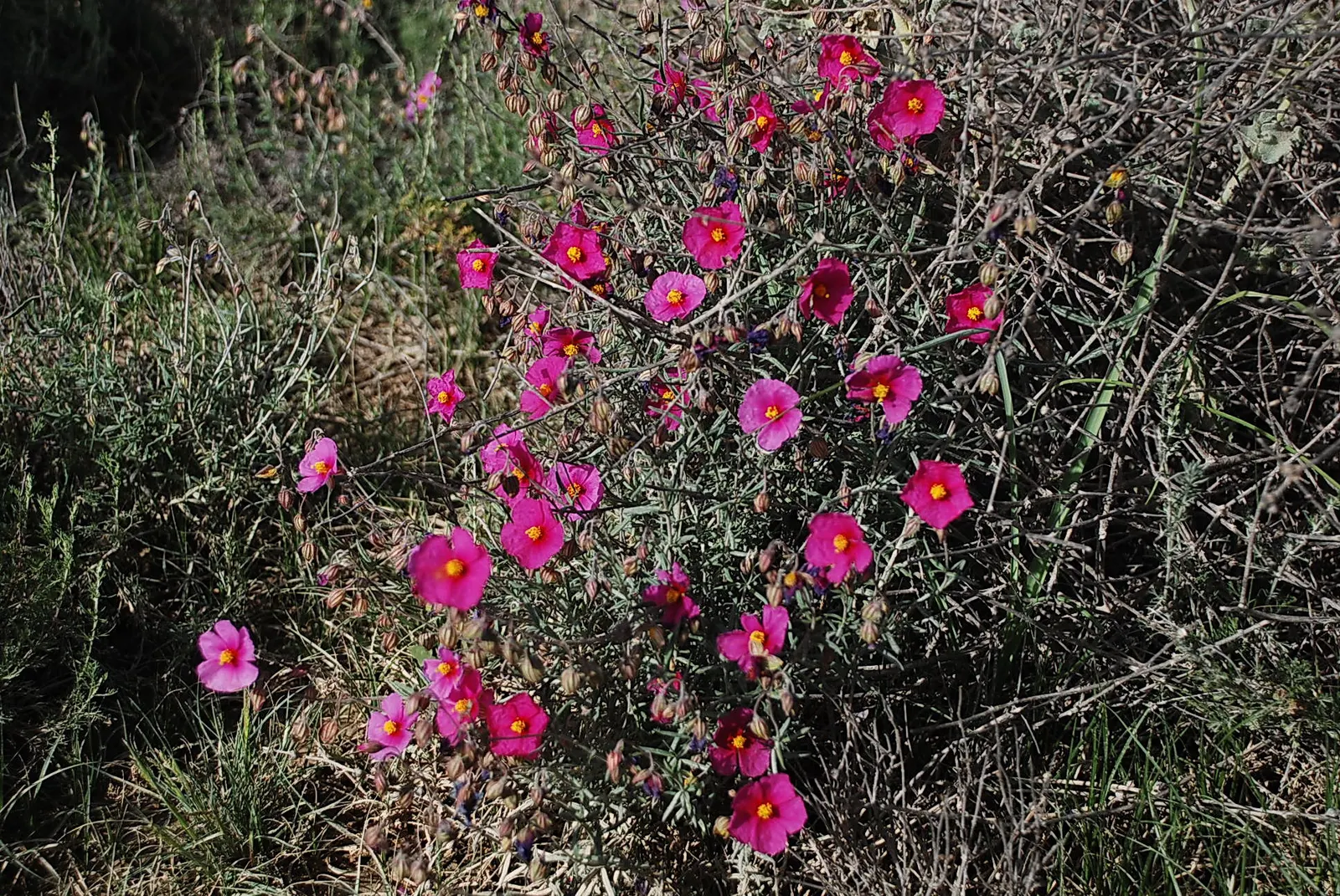 Sun Rose (Helianthemum Nummularium) — commonly referred to as the Sun Rose; it is drought-tolerant once established