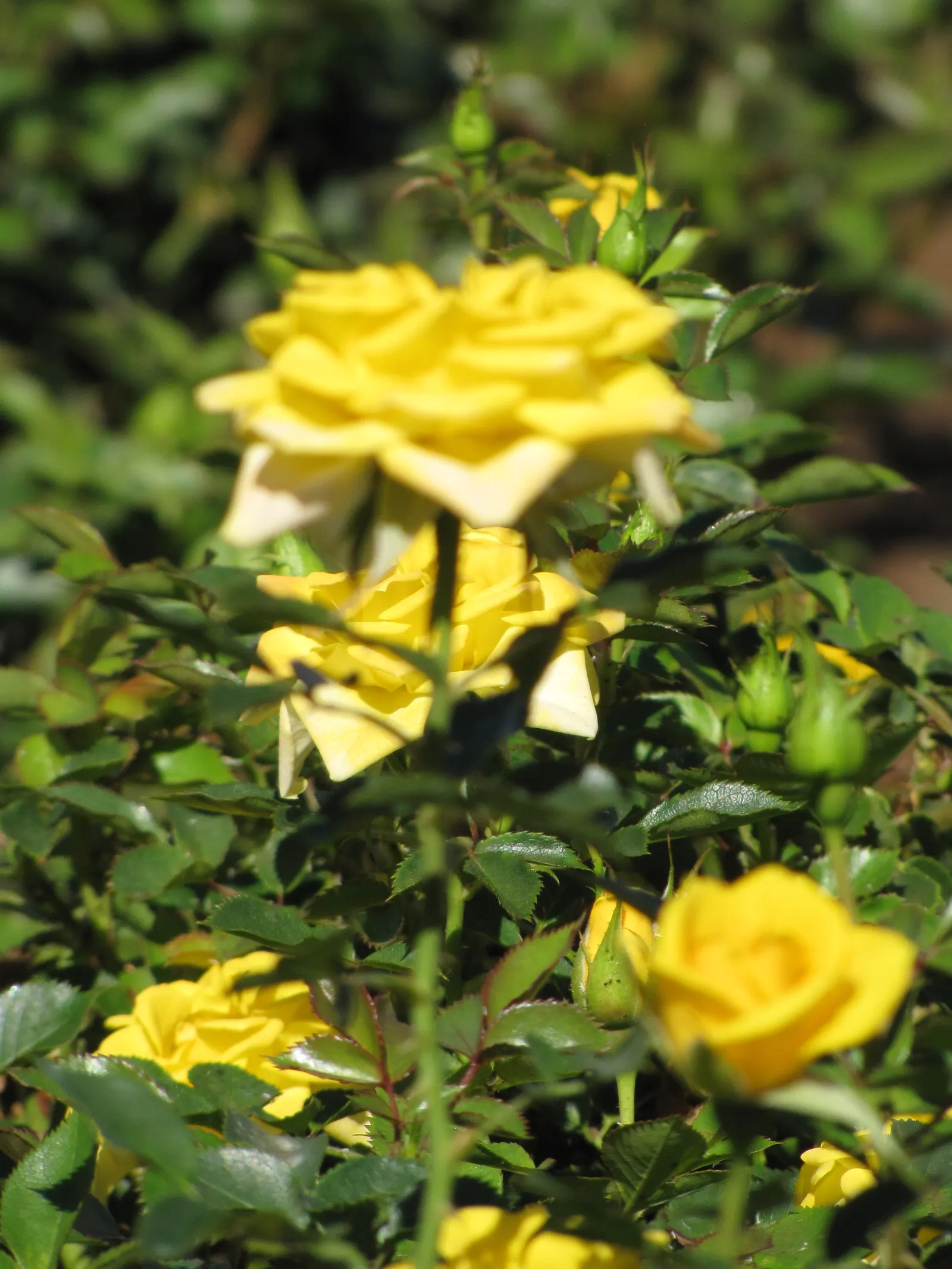 Sun Rose (Helianthemum Nummularium) — or white atop silvery-green foliage; ground cover / perennial with orange blooms, image 82