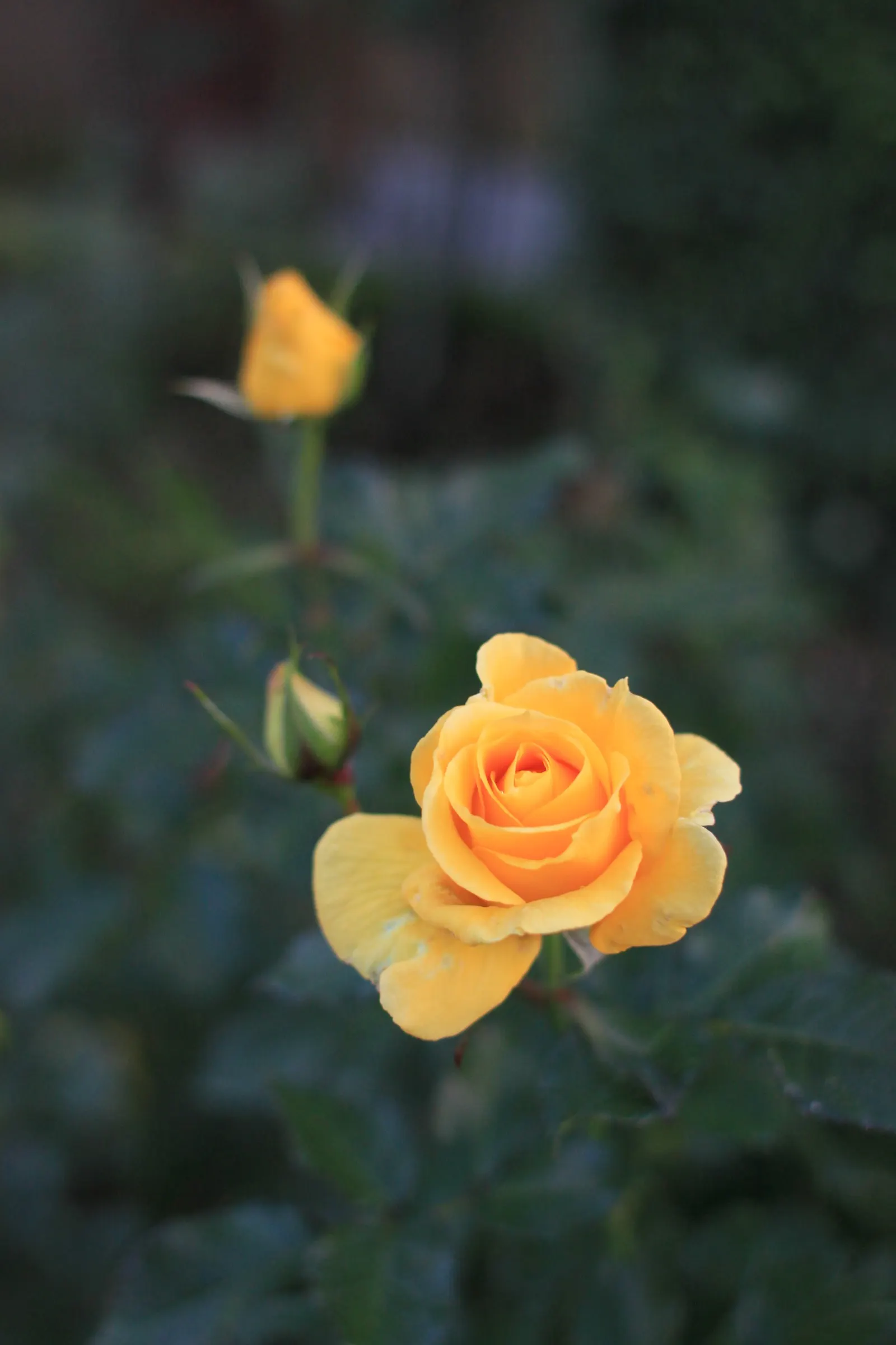 Sun Rose (Helianthemum Nummularium) — making it a low-maintenance choice for gardeners seeking maximum impact with minimal effort; these blossoms come in a