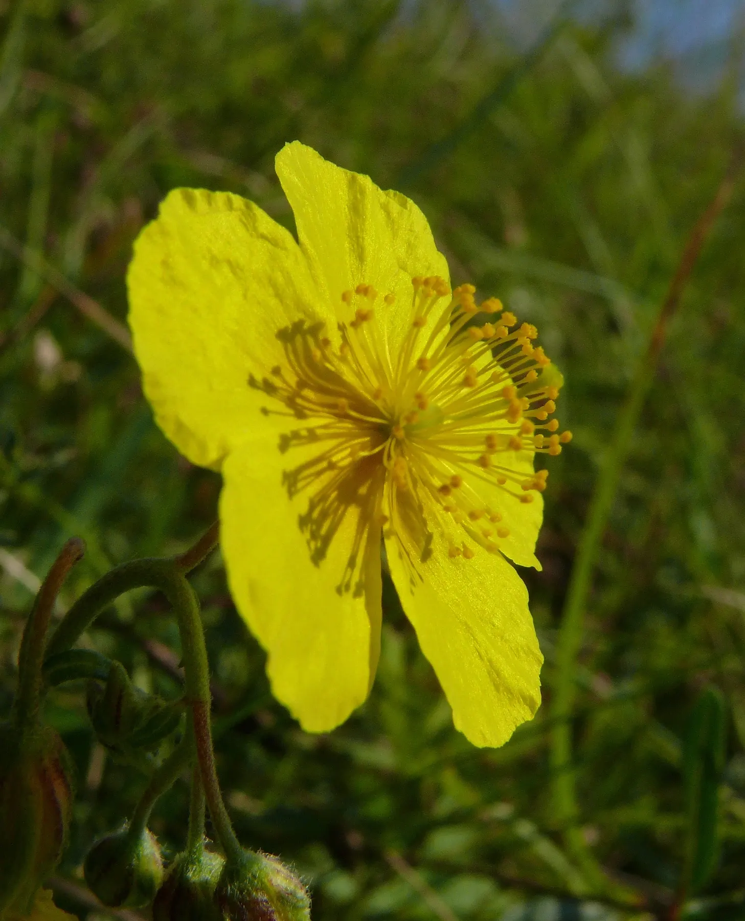 Sun Rose (Helianthemum Nummularium) — commonly known as Sun Rose; or white atop silvery-green foliage, image 53