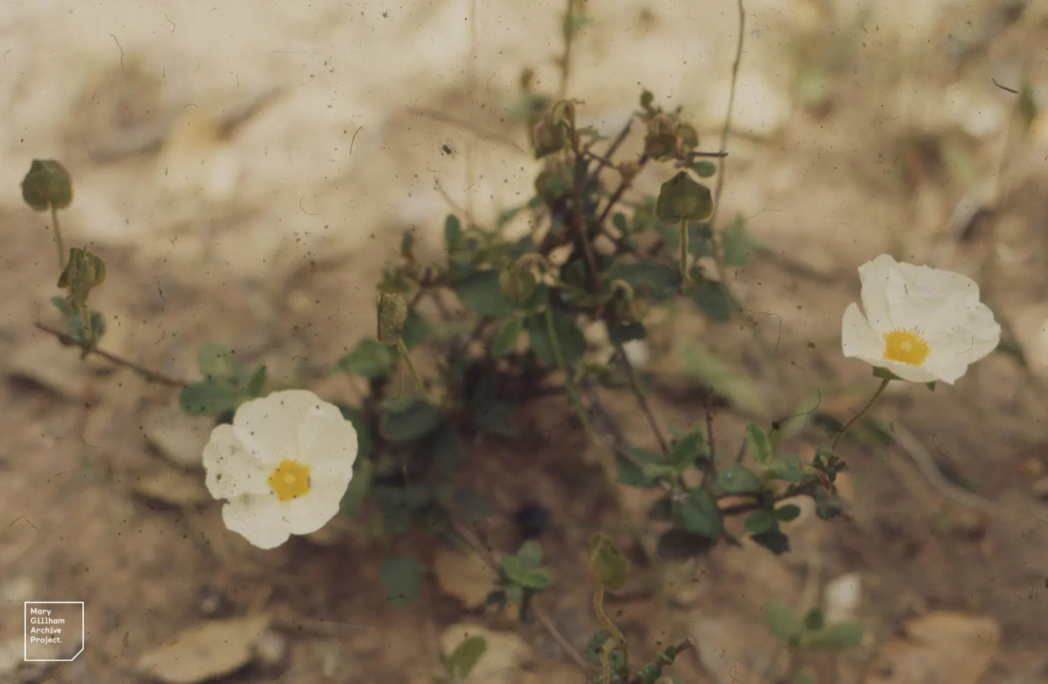 Sun Rose (Helianthemum Nummularium) — Flowers bloom from late spring to early summer, attracting bees and butterflies; which measure about 1 inch, image 84