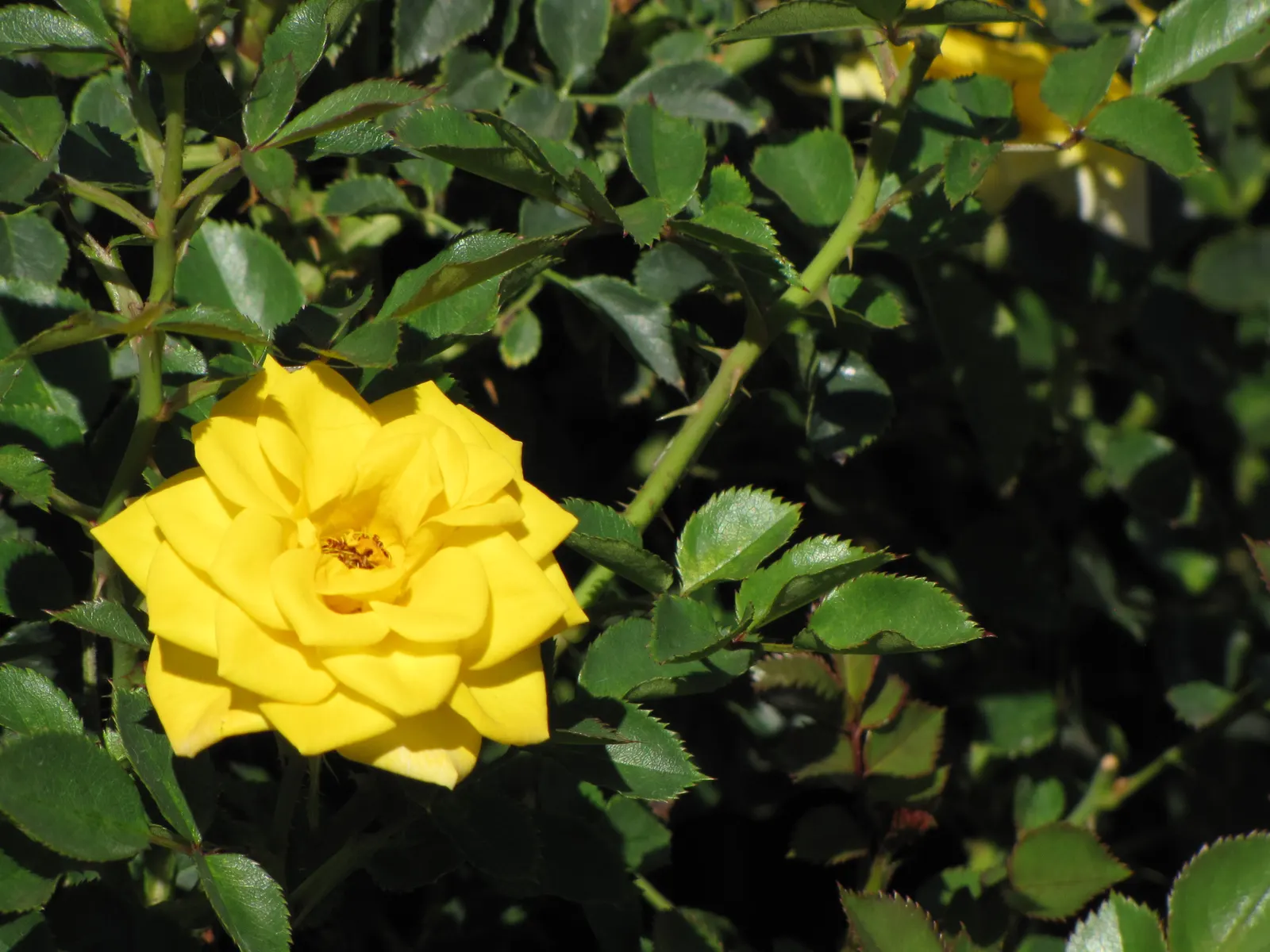 Sun Rose (Helianthemum Nummularium) — providing an extended period of vibrant color.<br><br>For optimal growth; the Sun Rose requires full sun and, image 96