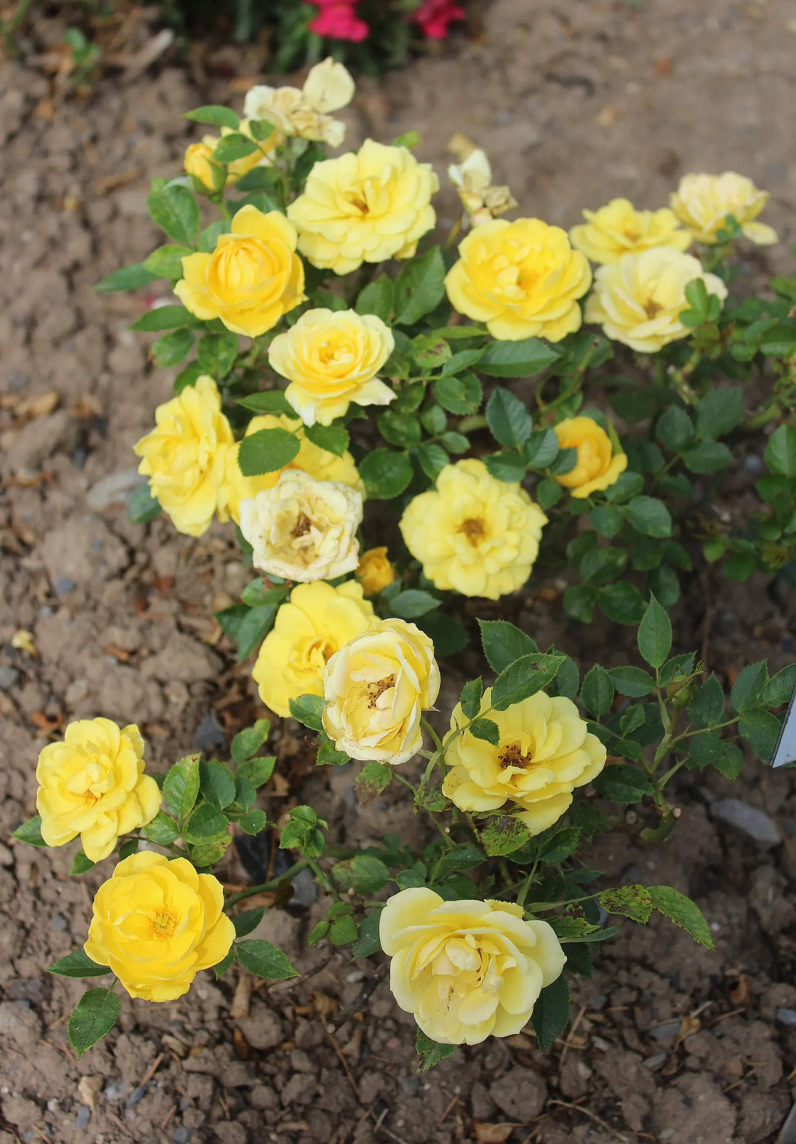 Sun Rose (Helianthemum Nummularium) — this low-growing beauty provides an excellent ground cover option; each with a golden center