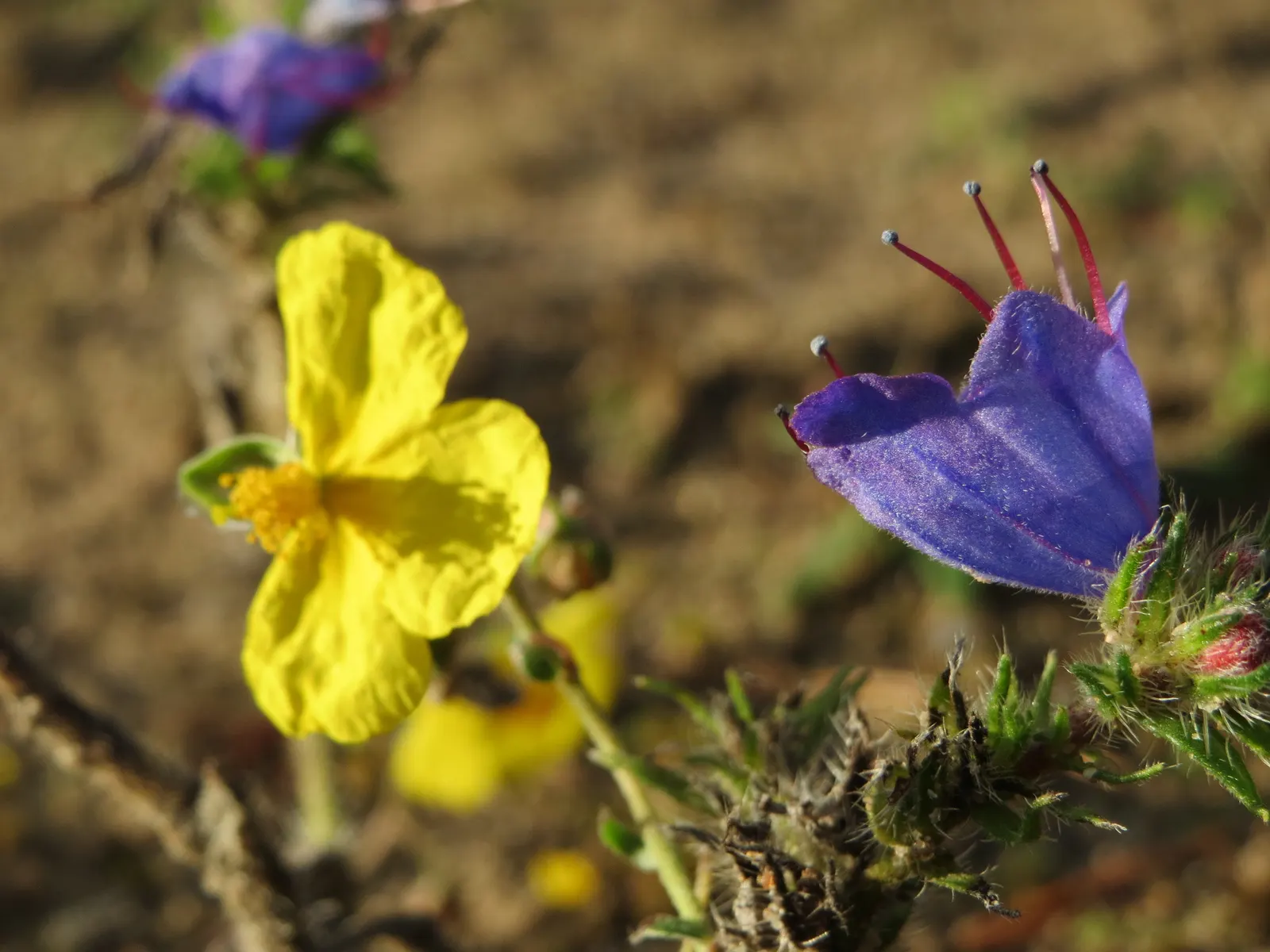 Sun Rose (Helianthemum Nummularium) — saucer-shaped flowers in shades of yellow