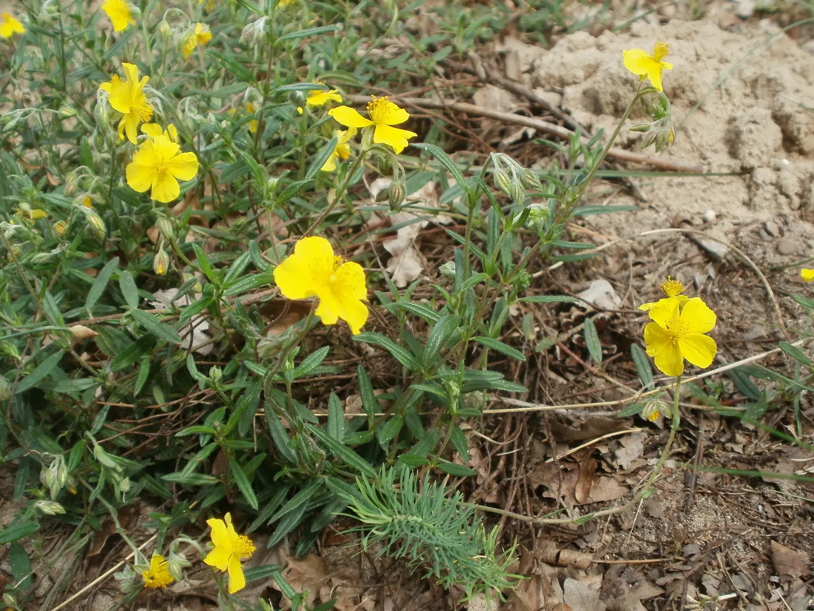 Sun Rose (Helianthemum Nummularium) — is a low-growing evergreen subshrub; greyish-green hue that serves as a delightful backdrop to the vibrant, image 54