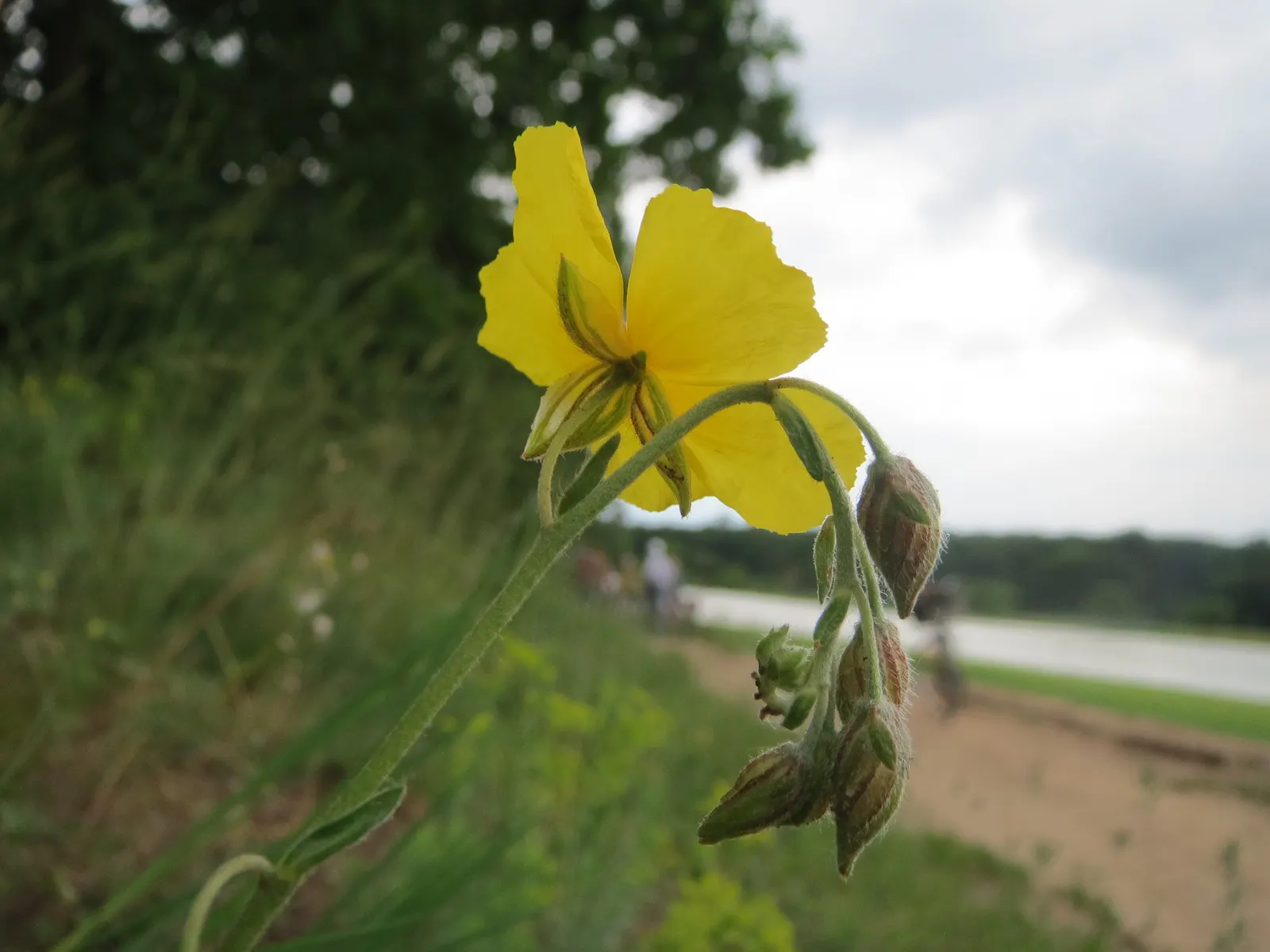 Sun Rose (Helianthemum Nummularium) — Flowers bloom from late spring to early summer, attracting bees and butterflies; which measure about 1 inch, image 58