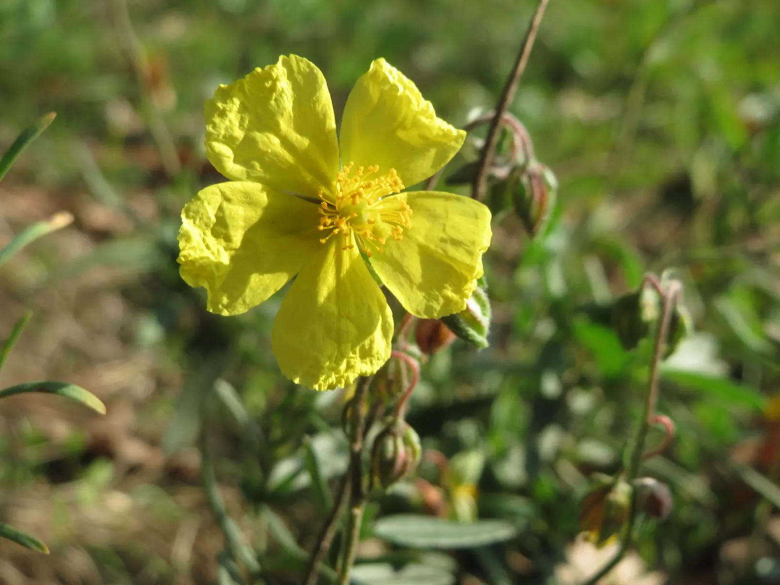 Sun Rose (Helianthemum Nummularium) — These blossoms come in a range of colors including yellow