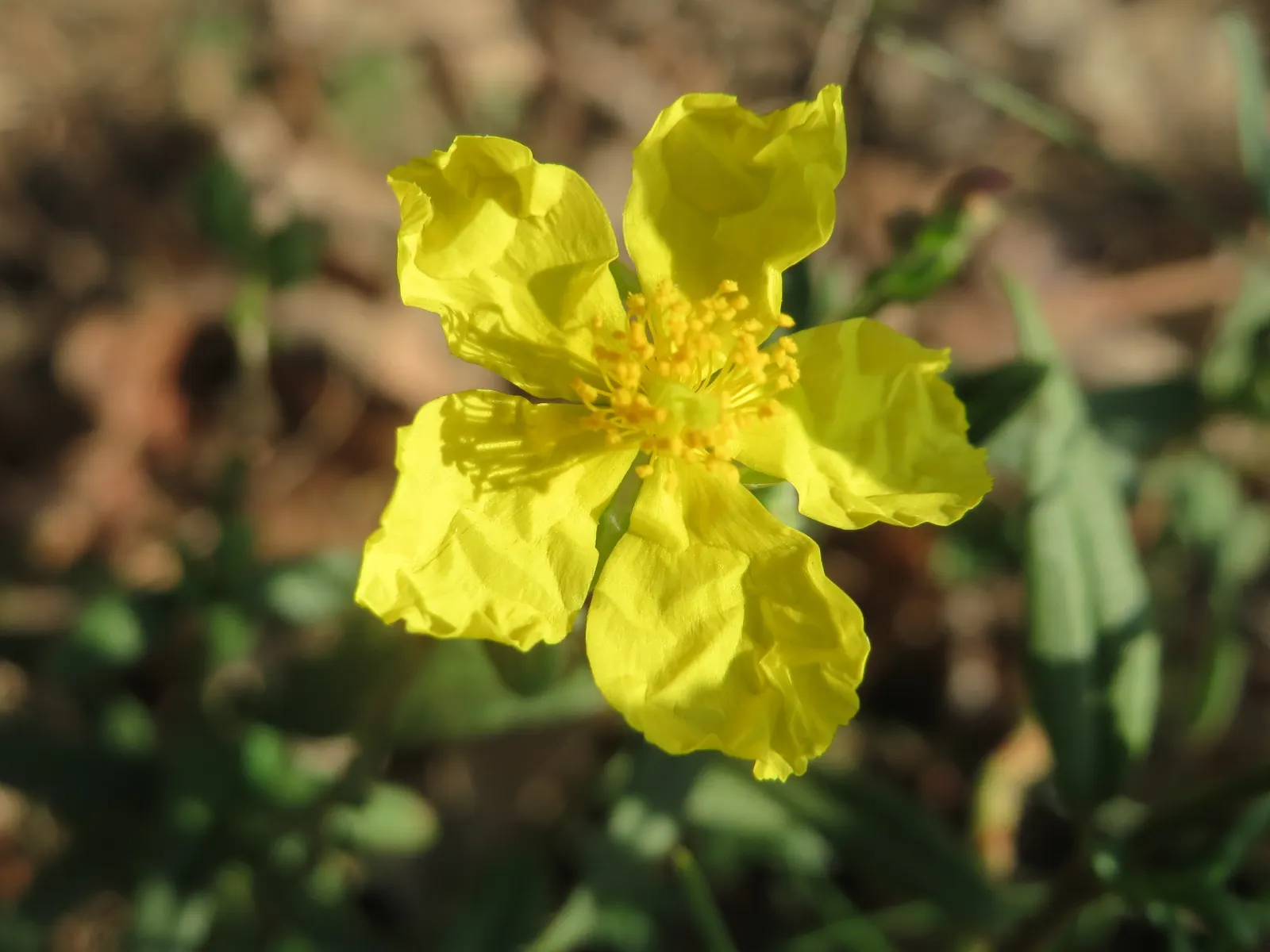 Sun Rose (Helianthemum Nummularium) — each with a golden center