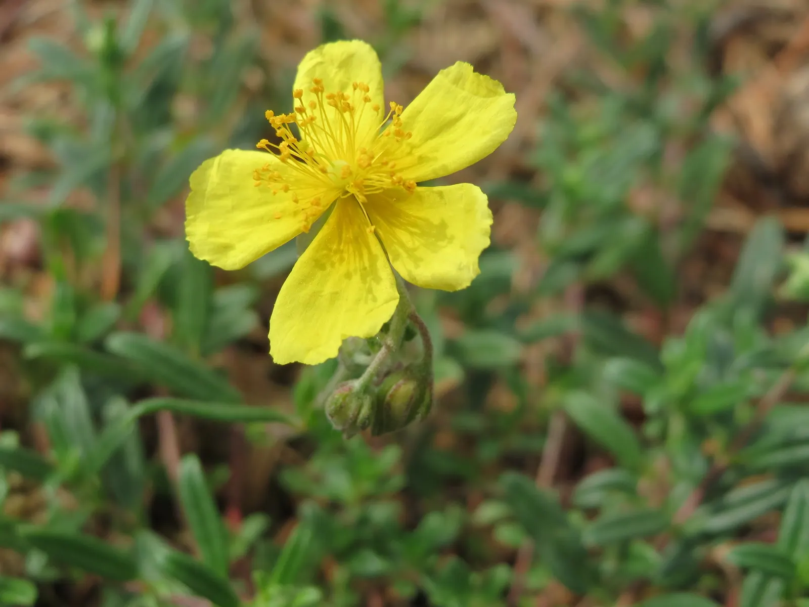Sun Rose (Helianthemum Nummularium) — resembling miniature roses basking in the sunlight; reaching 6-12 inches in height and spreading 12-24, image 94