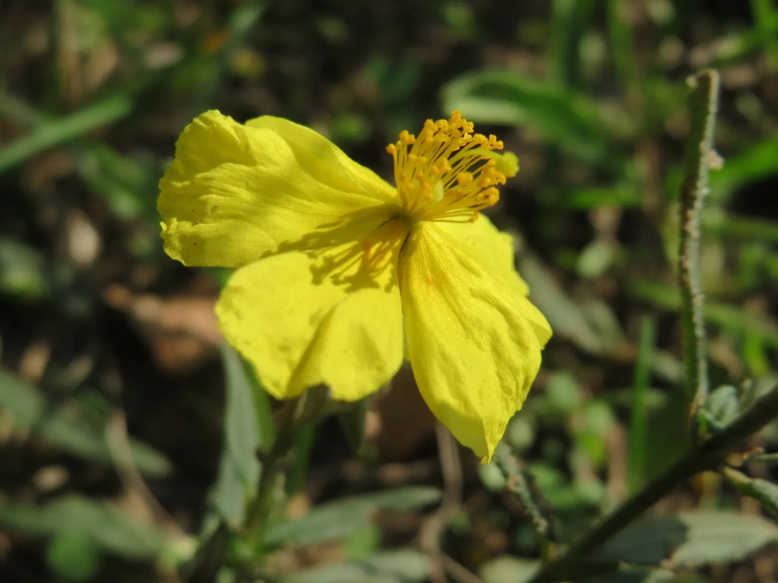 Sun Rose (Helianthemum Nummularium) — the Sun Rose requires full sun and well-drained soil; ground cover / perennial for full or half, image 71
