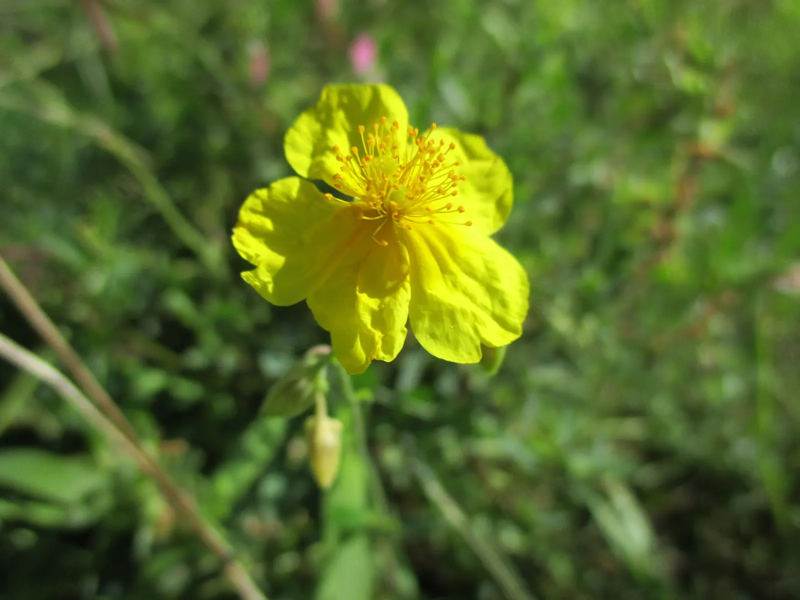 Sun Rose (Helianthemum Nummularium) — The foliage remains attractive throughout the seasons; saucer-shaped flowers in shades of yellow, image 90
