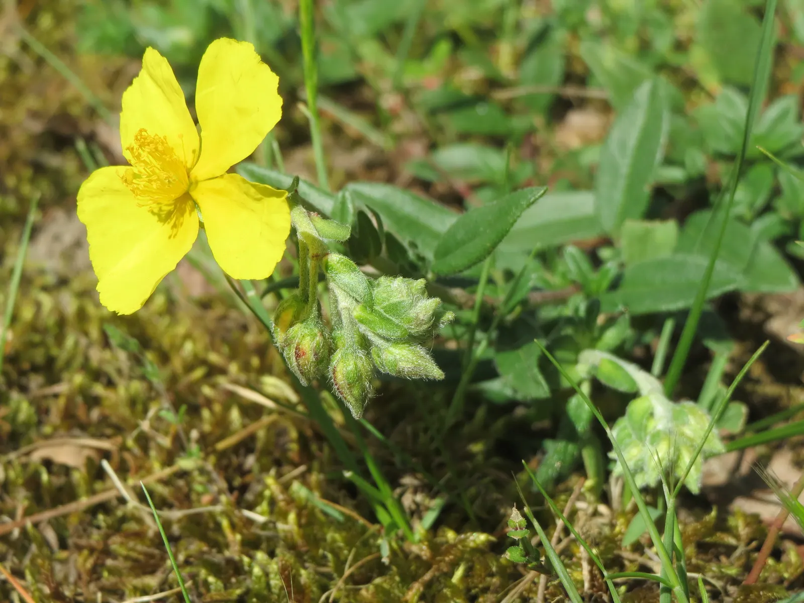 Sun Rose (Helianthemum Nummularium) — is a low-growing evergreen subshrub; greyish-green hue that serves as a delightful backdrop to the vibrant, image 80